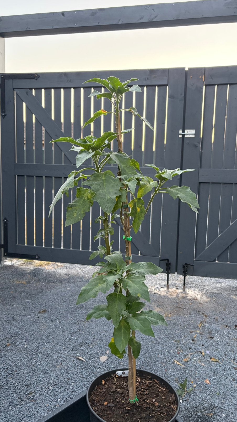 Mooie Brugmansia (Engelstrompet), Klaar voor de bloei!, Ophalen, Zomer, Vaste plant, Volle zon