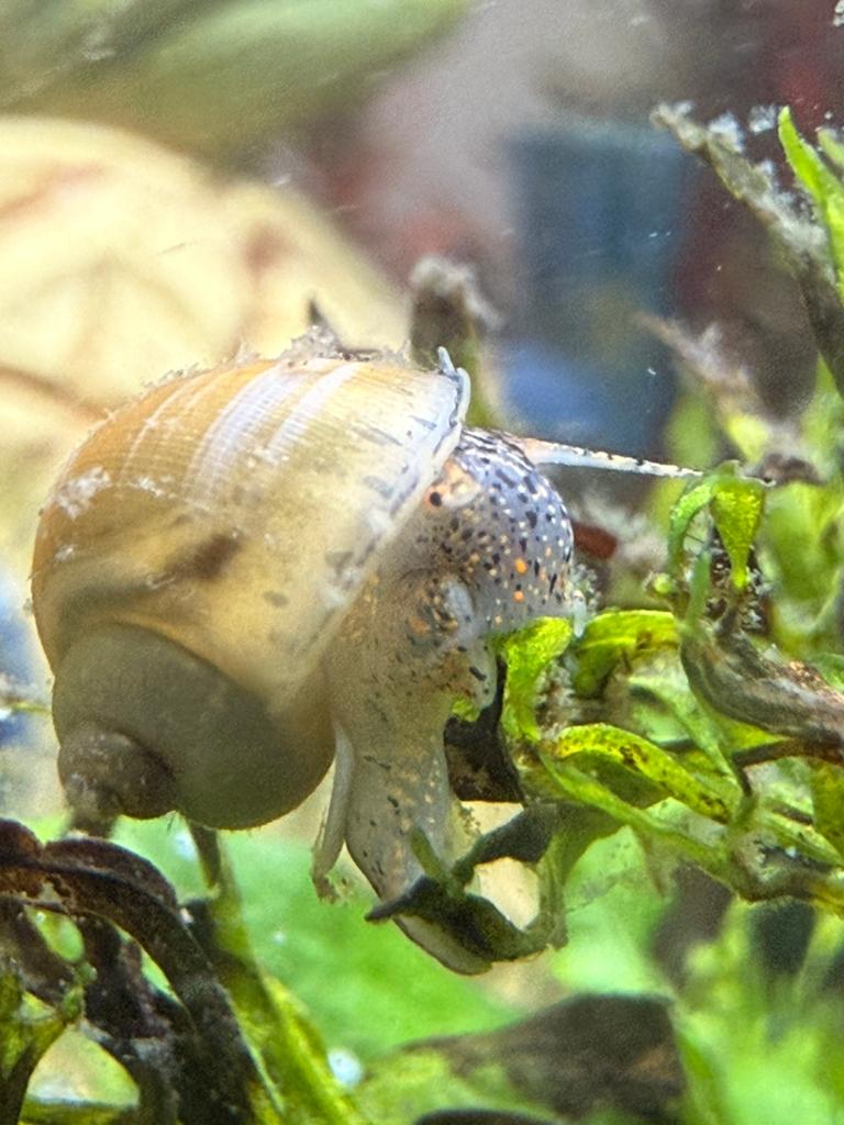 Waterslakken te koop, Escargot ou Mollusque, Poisson d'eau douce