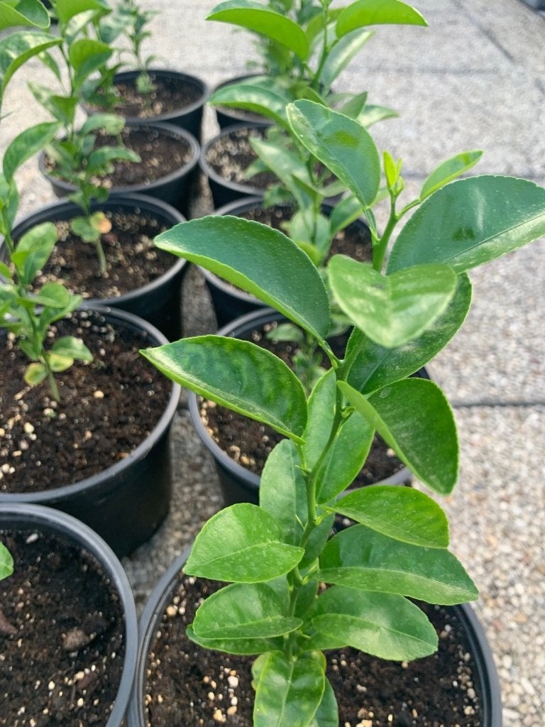 Jeunes « mandariniers » - Satsuma Mandarin, Enlèvement, En pot, Autres espèces