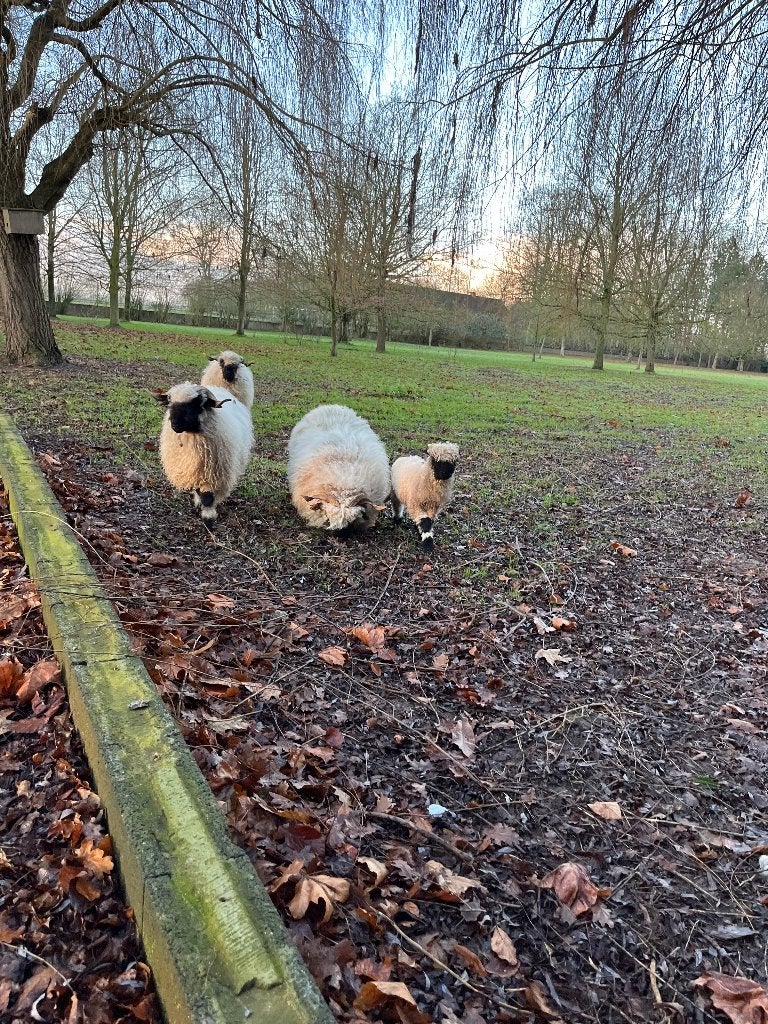walliser schwarznase ram, Mannelijk, Schaap, 0 tot 2 jaar