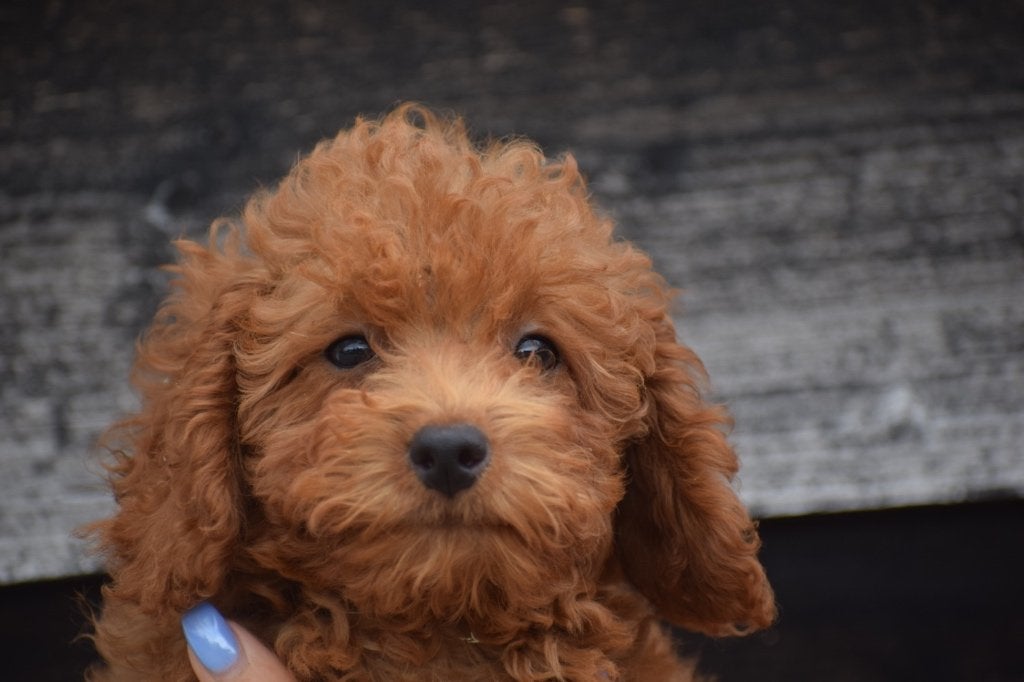 Poedel pups mooie keuze, Dieren en Toebehoren, Honden | Chihuahua's en Gezelschapshonden, Poedel, België, 15 weken tot 1 jaar