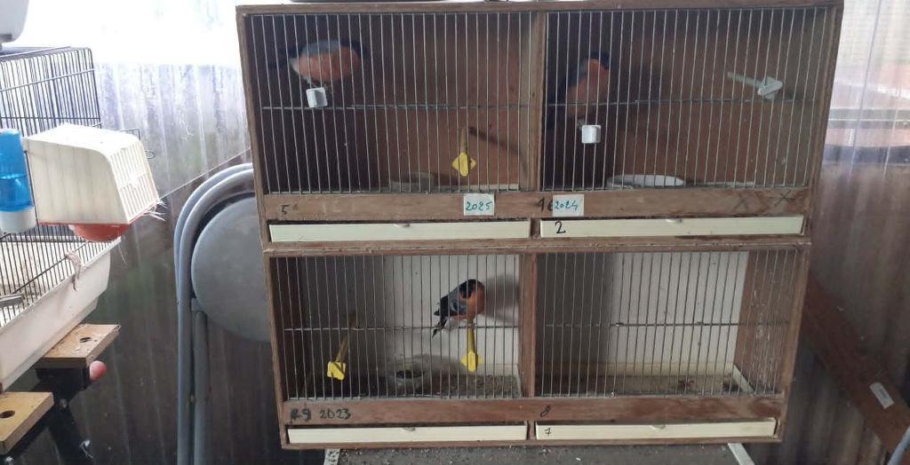 vogels, Dieren en Toebehoren, Mannelijk, Geringd