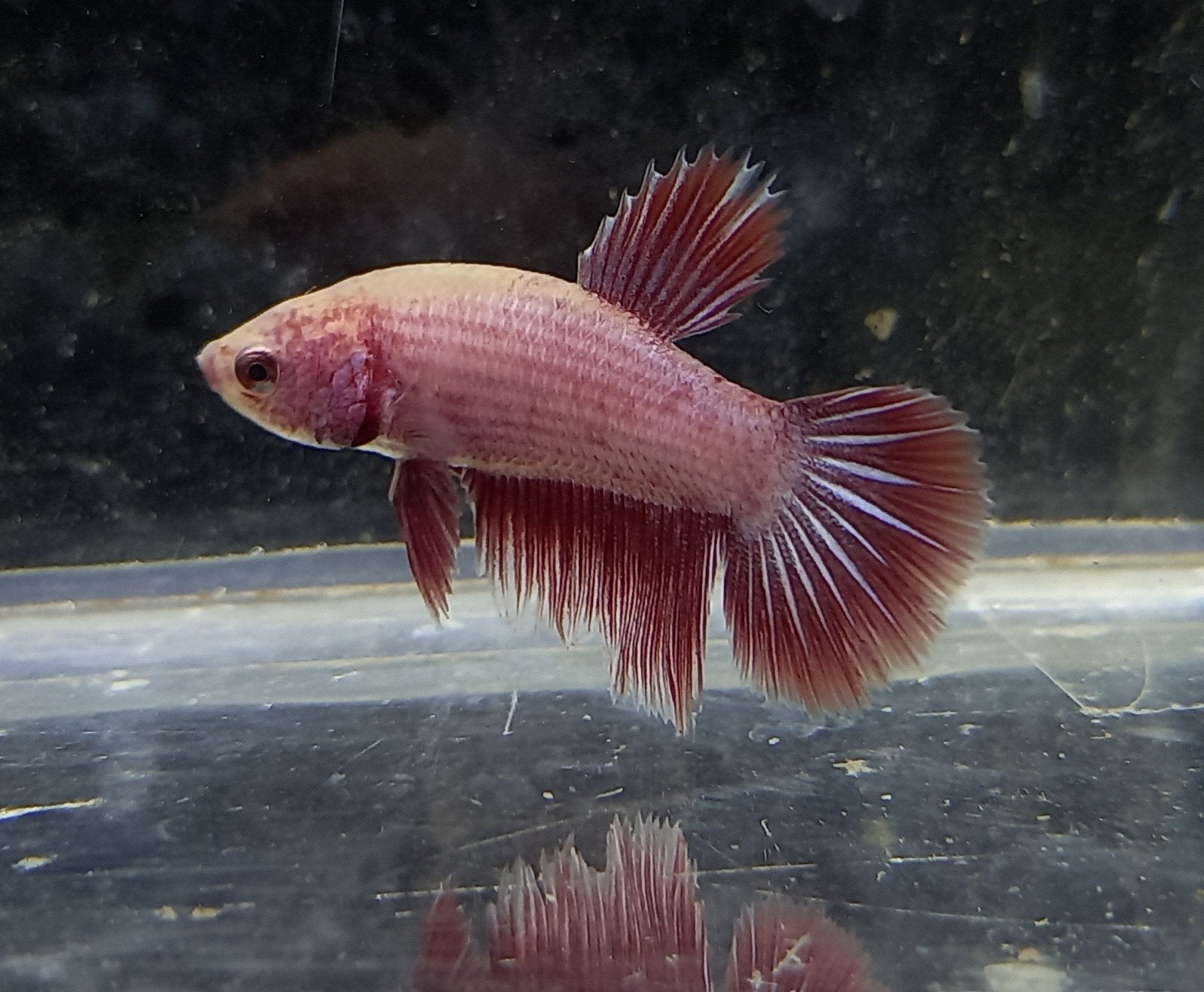 Betta mannen, Animaux & Accessoires, Poissons | Poissons d'aquarium, Poisson, Poisson d'eau douce