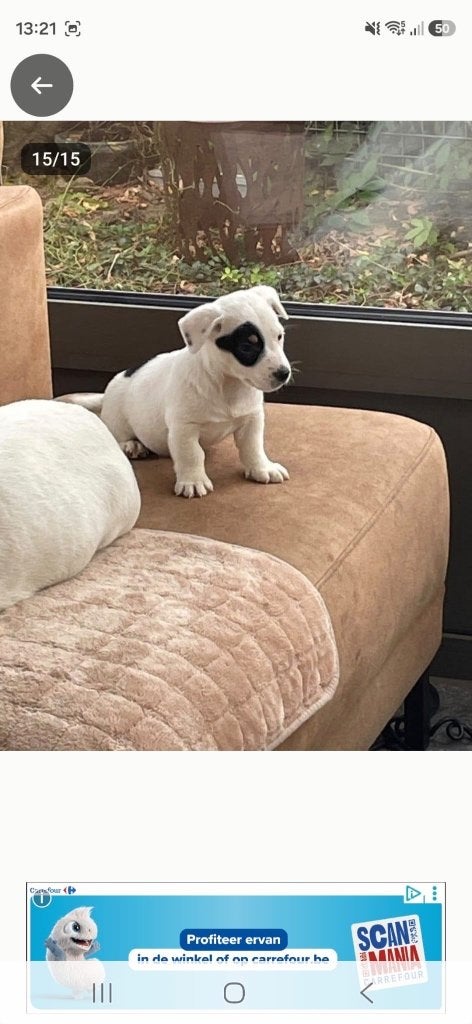 Jack russell pups, Maladie de Carré (chiens), 8 à 15 semaines, Plusieurs, Éleveur | Loisir