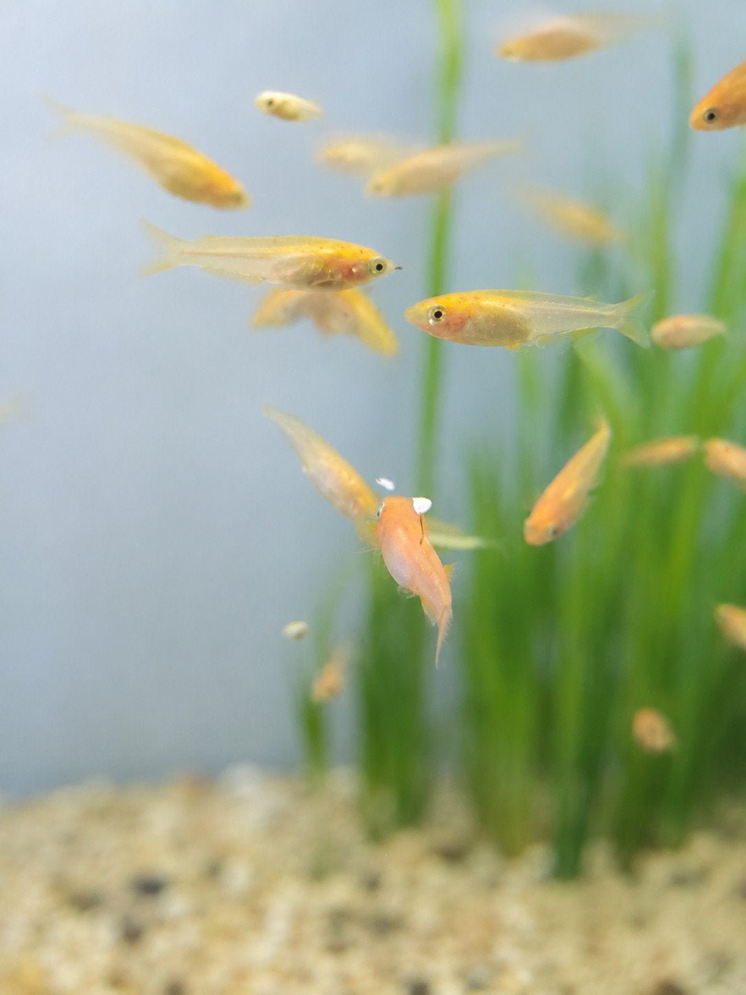 10.jonge oranje medaka rijstvisjes ongeveer 2 cm, Dieren en Toebehoren, Vissen | Aquariumvissen