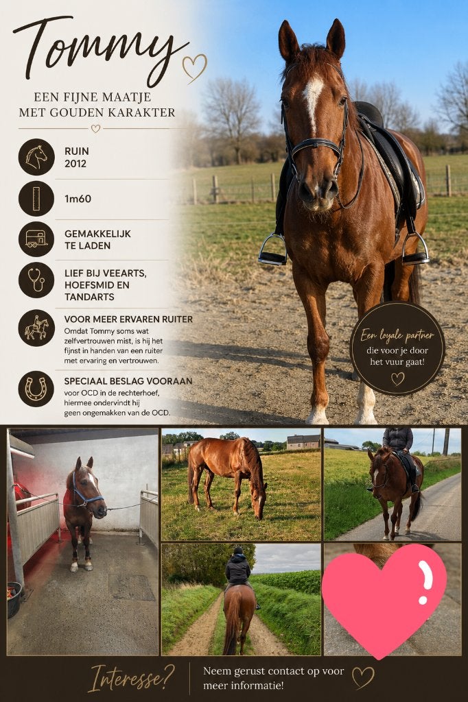 Paard, Dieren en Toebehoren, Paarden, Gechipt, Ruin, Niet van toepassing, 160 tot 165 cm