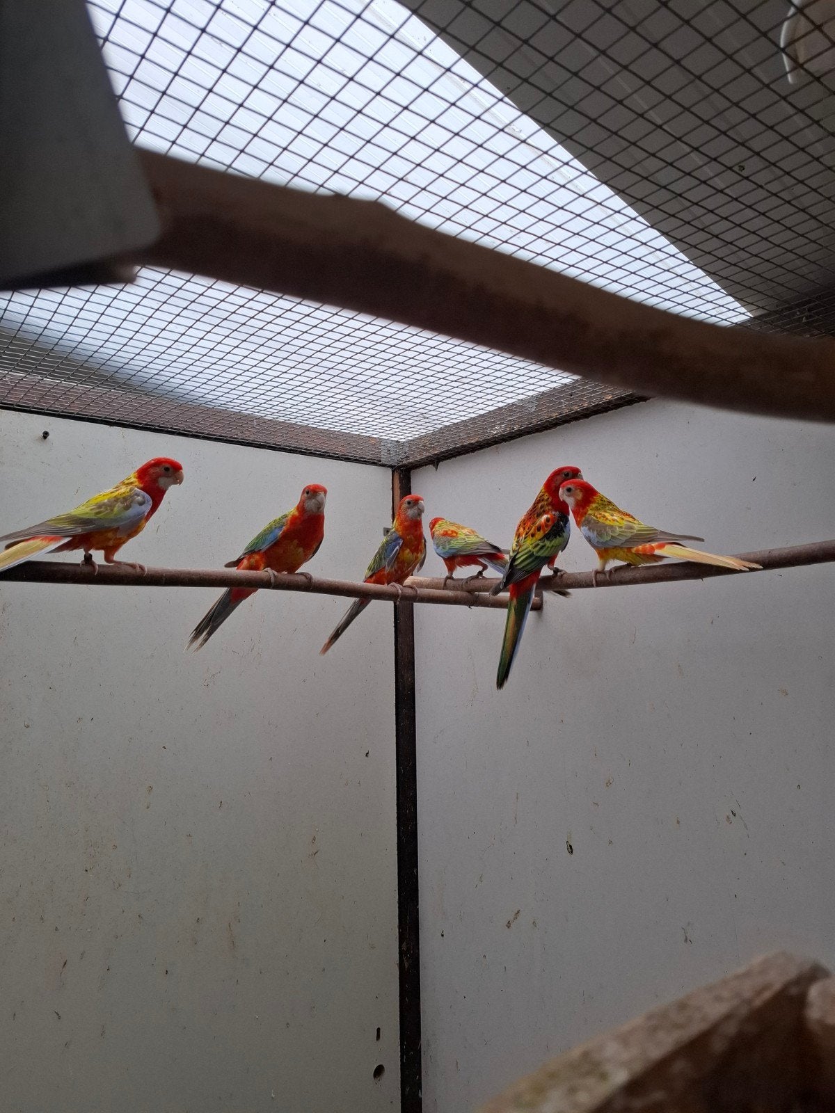 opaline rosella's, Meerdere dieren, Parkiet, Geringd