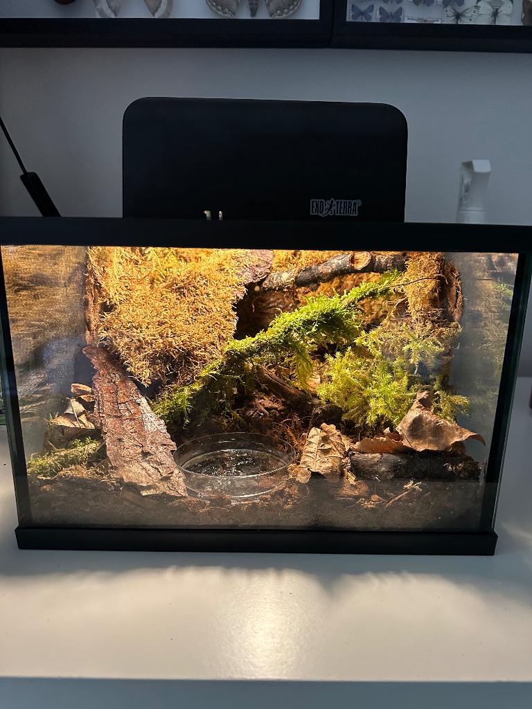 Vuursalamander met terrarium, Dieren en Toebehoren, Amfibie, Met terrarium, 0 tot 2 jaar