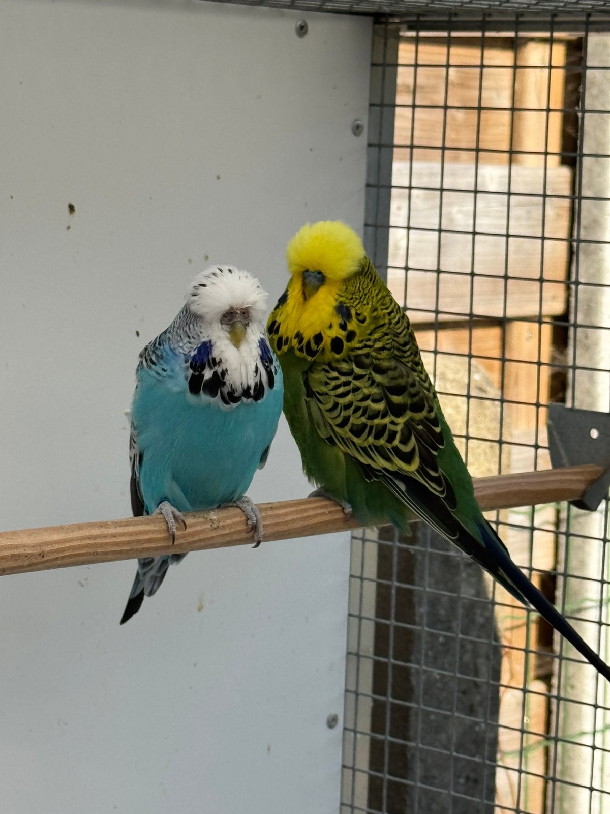 Engelse grasparkieten, Plusieurs animaux, Perruche, Bagué