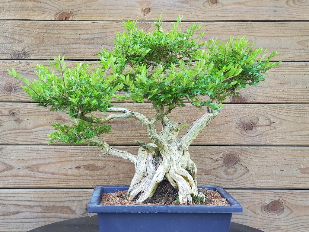 Te koop: bonsai Lonicera, Volle zon, Vaste plant, Lente, Ophalen