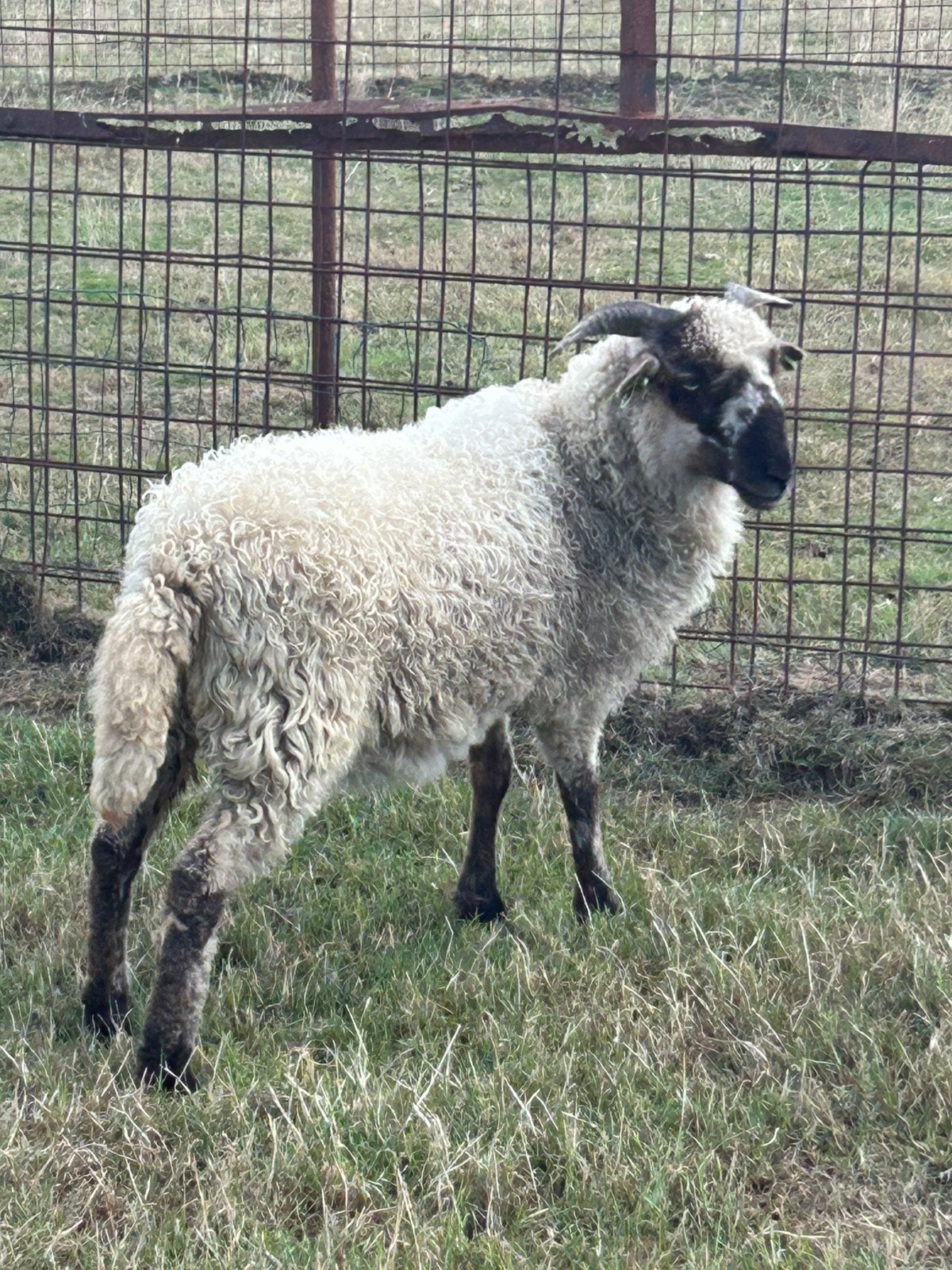 Zeer mooie jonge ooi kruising zwartneus schaap, Femelle, Mouton