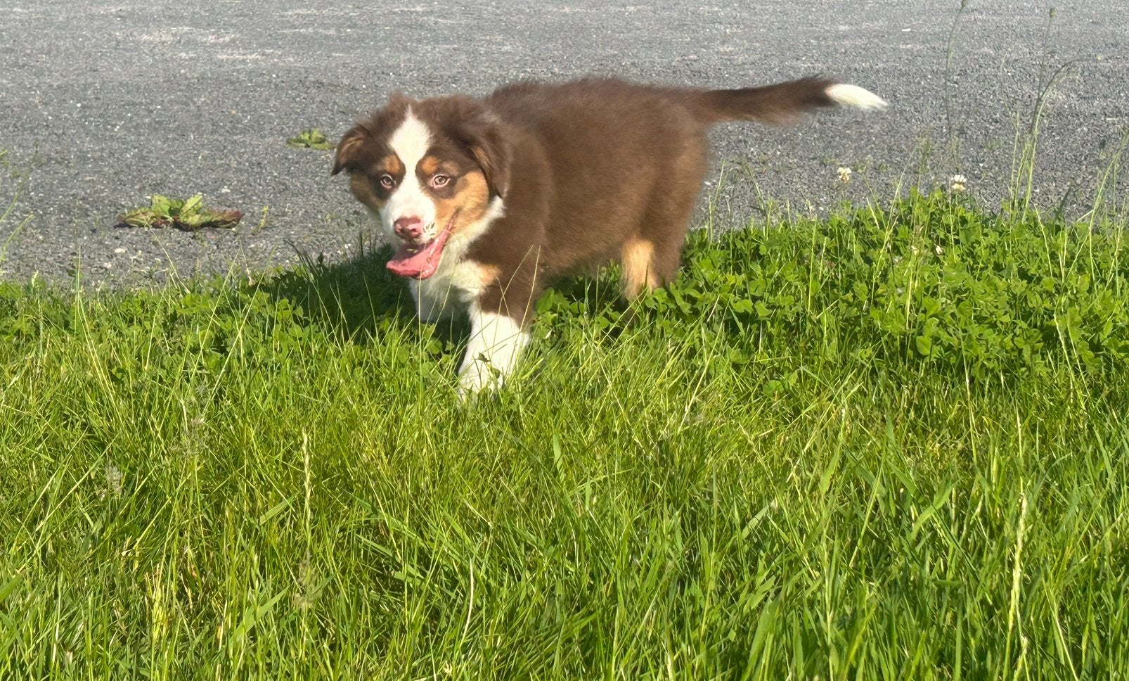 Miniature American shepherd reu, Dieren en Toebehoren, Honden | Herdershonden en Veedrijvers, Parvo, België, Reu, 8 tot 15 weken