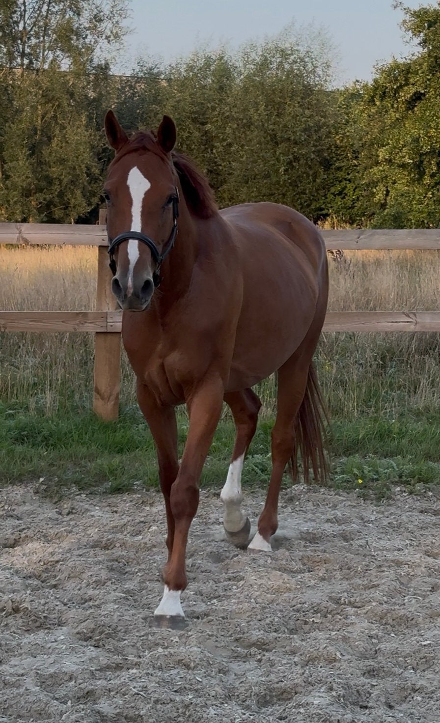 Te koop: 5-jarige merrie: fijne instelling /mooie afstamming, Jument, M, Cheval de récréation