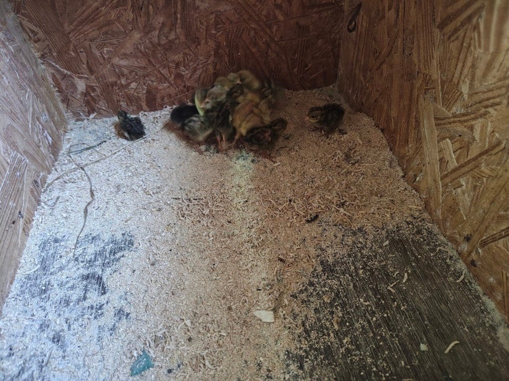 chinese dwergkwartel, Dieren en Toebehoren, Pluimvee, Overige soorten, Geslacht onbekend
