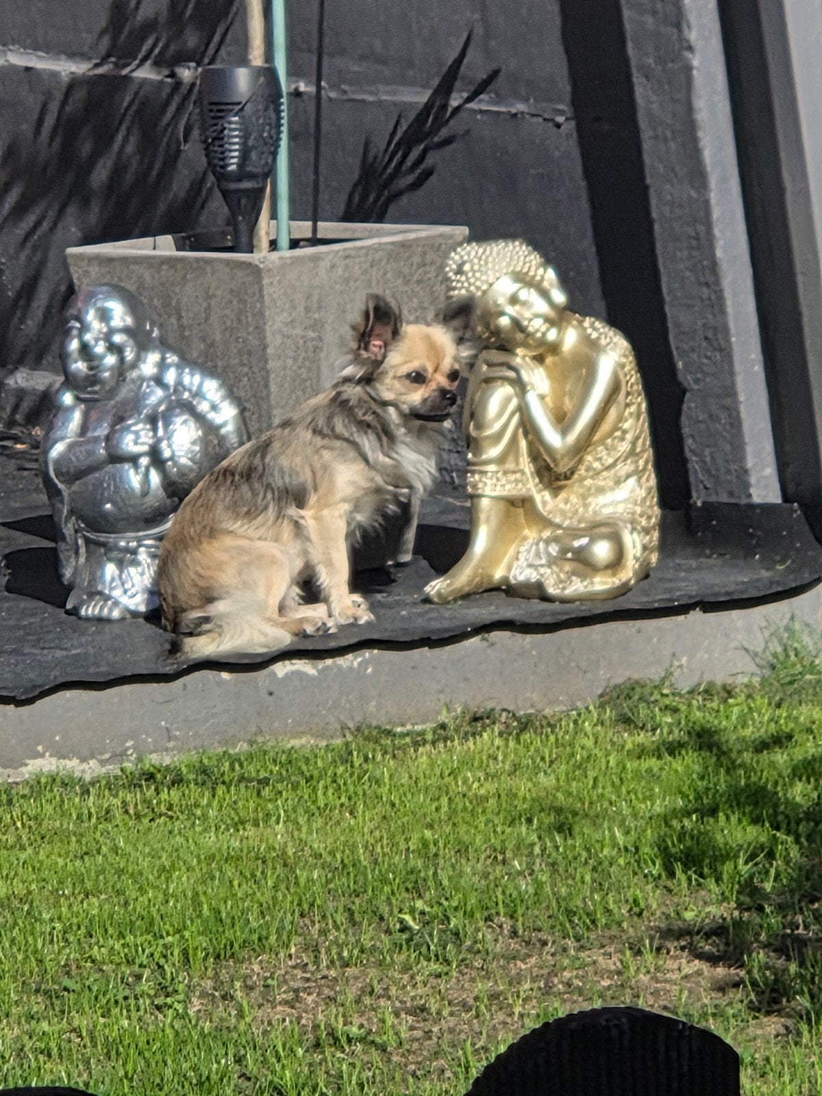 chiwawa 1jaar oud met boekje vouwtje