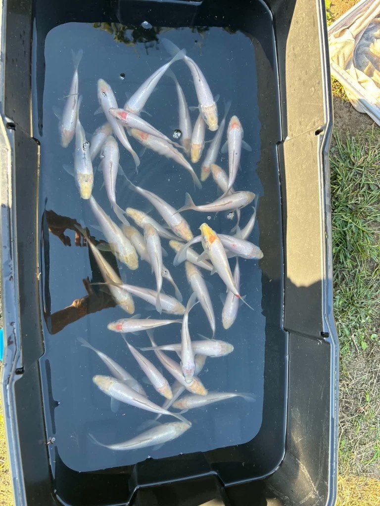 Laatste kans! Shiro Muji & Tancho (30 koi), Dieren en Toebehoren, Karper of Koi