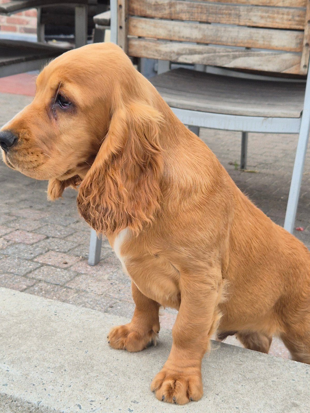 Engelse Cocker Spaniël pup, Dieren en Toebehoren, België, Fokker | Hobbymatig, Reu, CDV (hondenziekte)