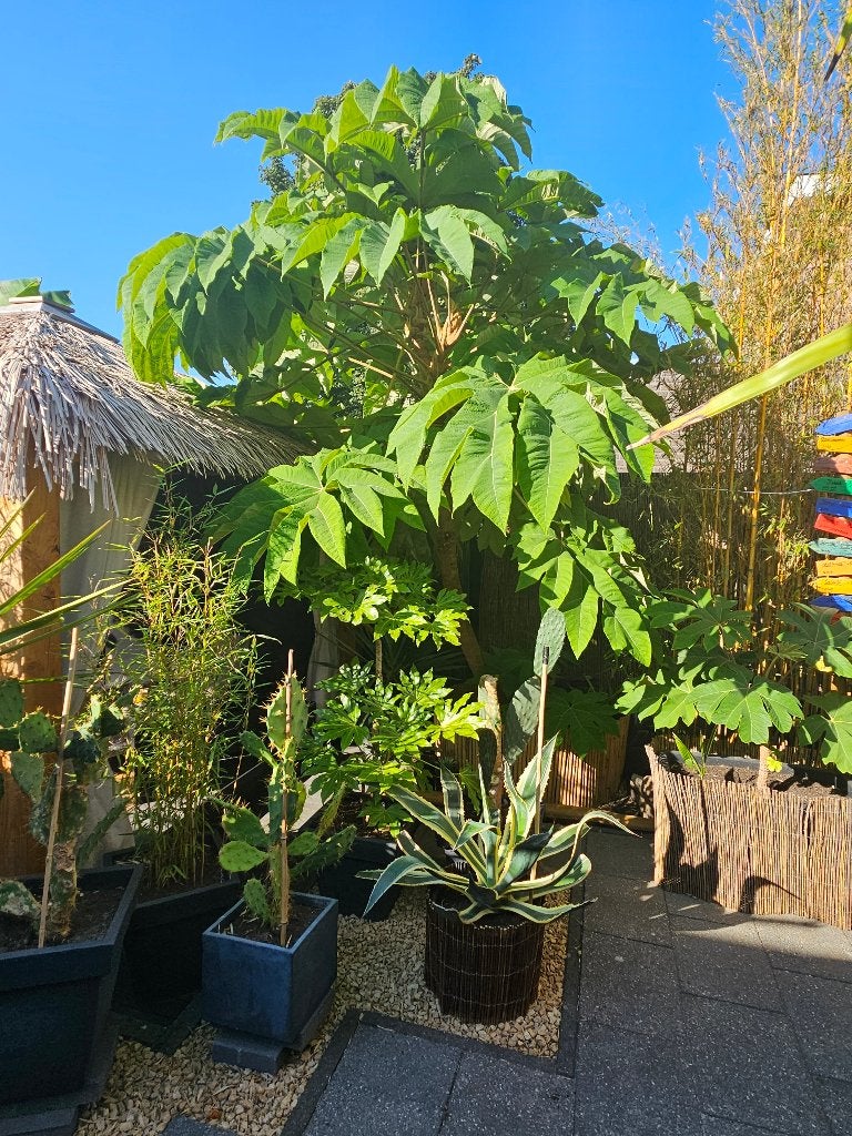Tetrapanax (Rijstpapierplant), Tuin en Terras, Planten | Tuinplanten, Ophalen, Vaste plant, Volle zon