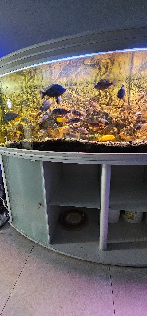 Aqarium 600 L  Aquatlantis Vision, Animaux & Accessoires, Poissons | Aquariums & Accessoires, Enlèvement, Poissons inclus, Comme neuf