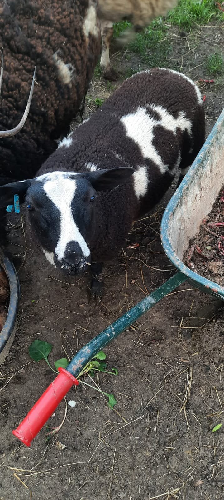 Gezocht nog 6 baggerbondte ooien, Plusieurs animaux, Mouton, 0 à 2 ans