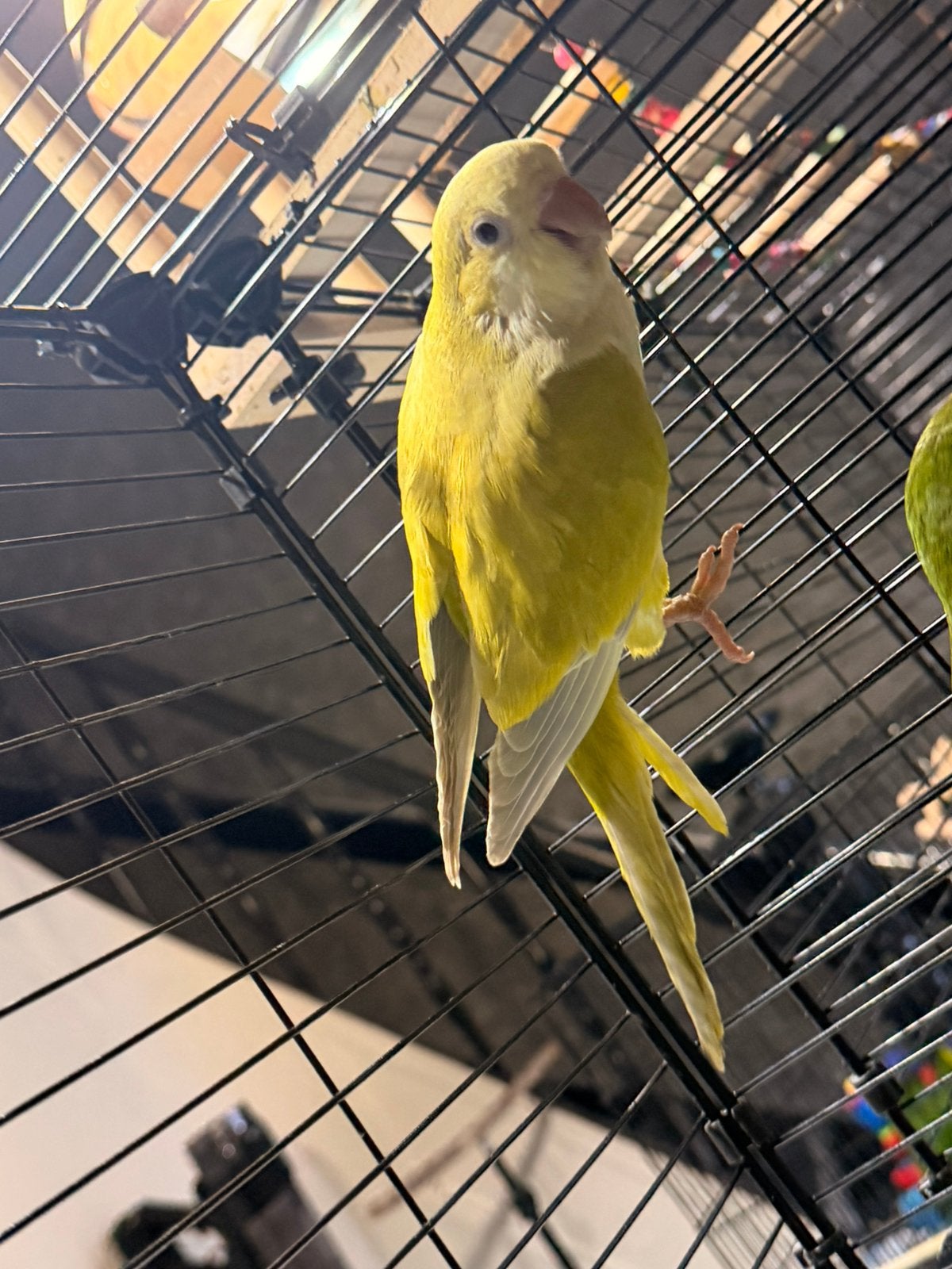 Conure souris, Mâle, Perroquet, Parleur