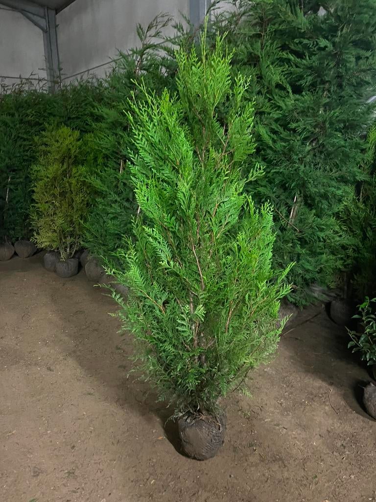 Thuja et atrovirus, Enlèvement ou Envoi