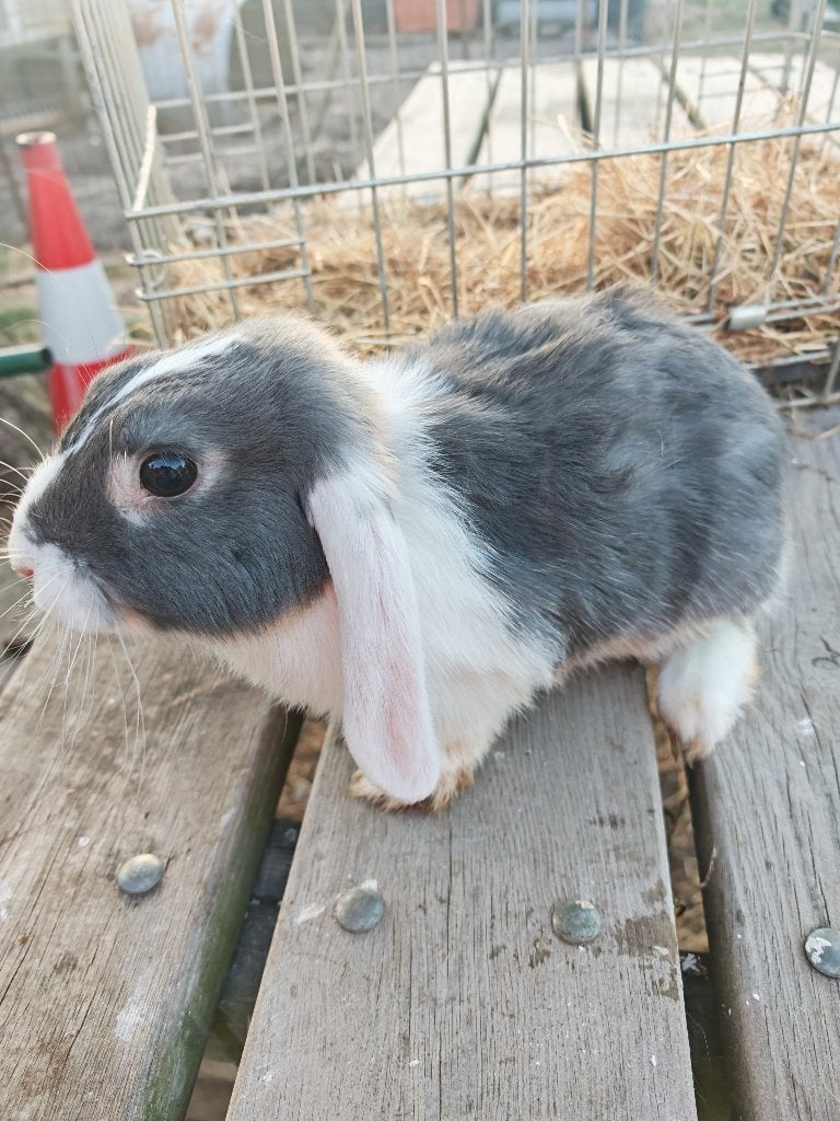 2 Nederlandse hangoren voedsters, Dieren en Toebehoren, Vrouwelijk, Groot, 0 tot 2 jaar