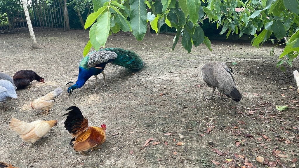 Koppel pauwen tekoop, Dieren en Toebehoren, Pluimvee, Meerdere dieren, Overige soorten
