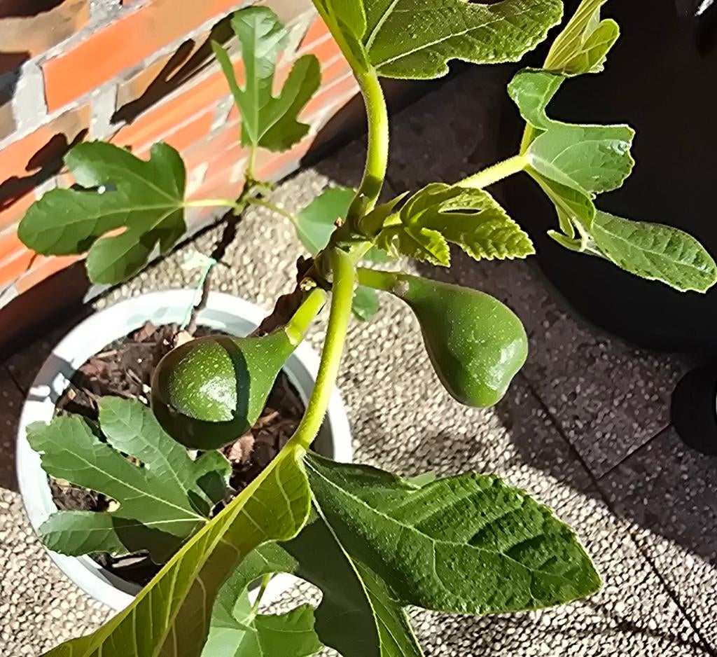 Figuier 'BROWN TURKEY' Ficus Carica 1v1, Figuier, En pot, Plein soleil, Moins de 100 cm