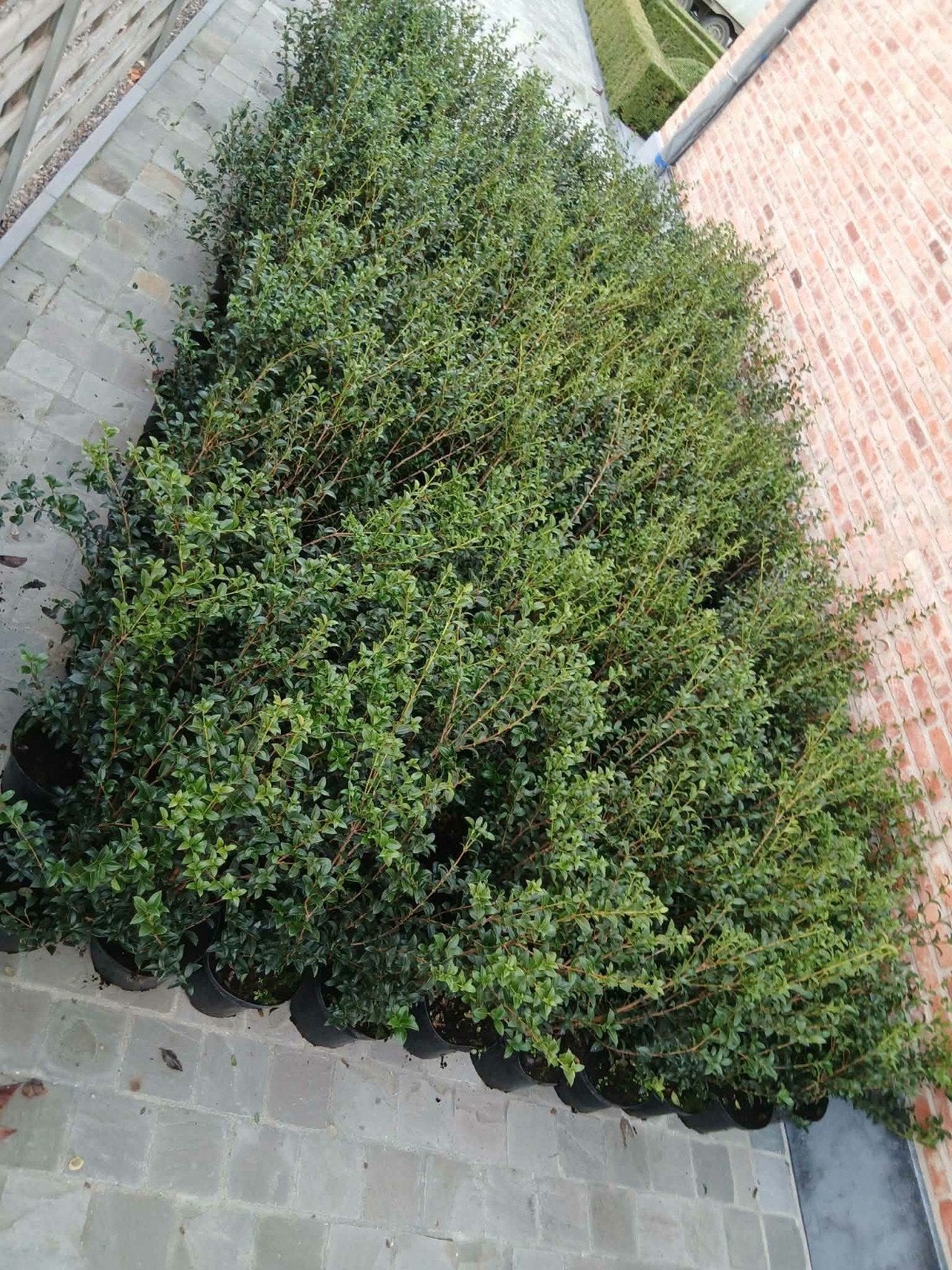 ‼️osmanthus Burkwoodii aan promoprijzen ‼️, Tuin en Terras, Ophalen, Haag