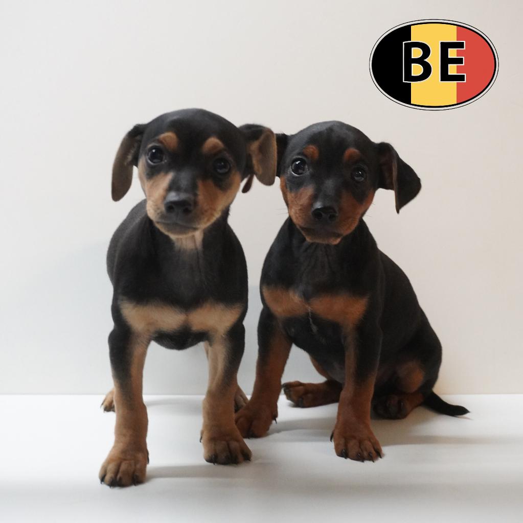 Pinscher te koop – elegant, levendig en karaktervol, Dieren en Toebehoren, Honden | Bulldogs, Pinschers en Molossers, Reu, Overige rassen
