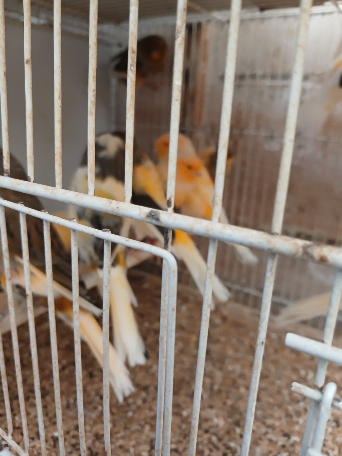 yorken, Dieren en Toebehoren, Meerdere dieren