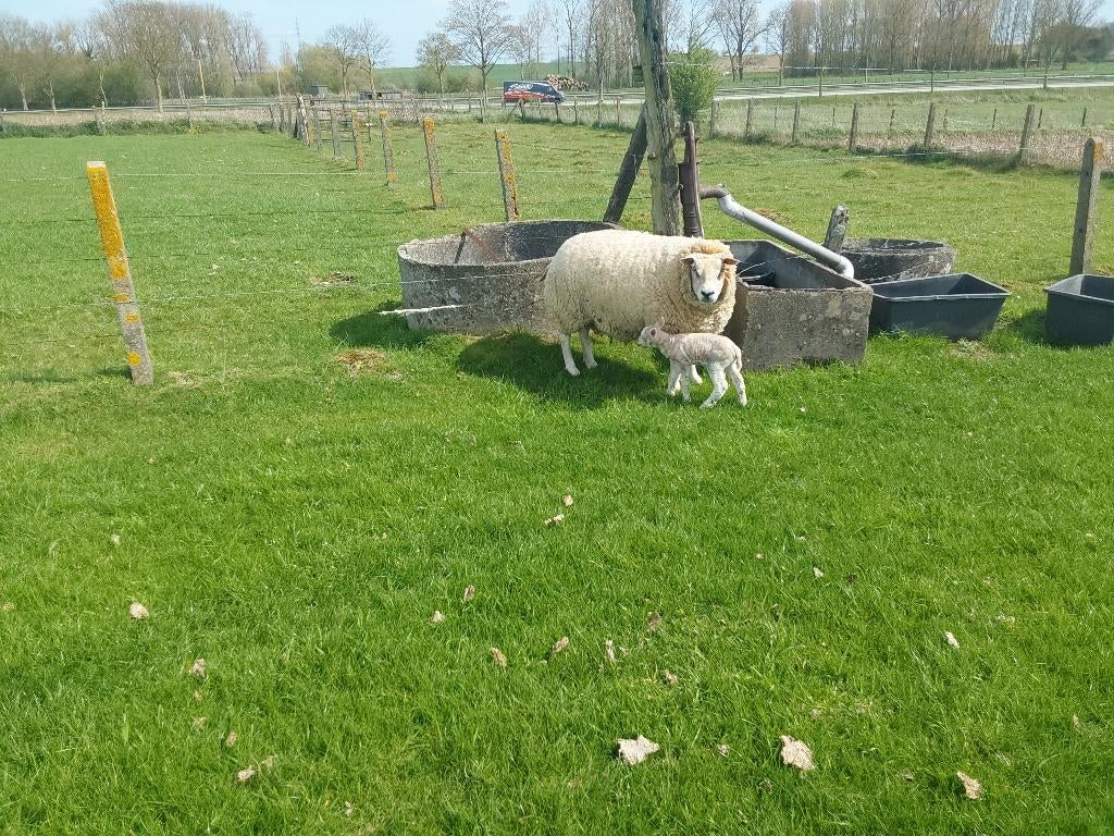Dieren, Ophalen of Verzenden, Gelezen, Overige diersoorten, Zie beschrijving