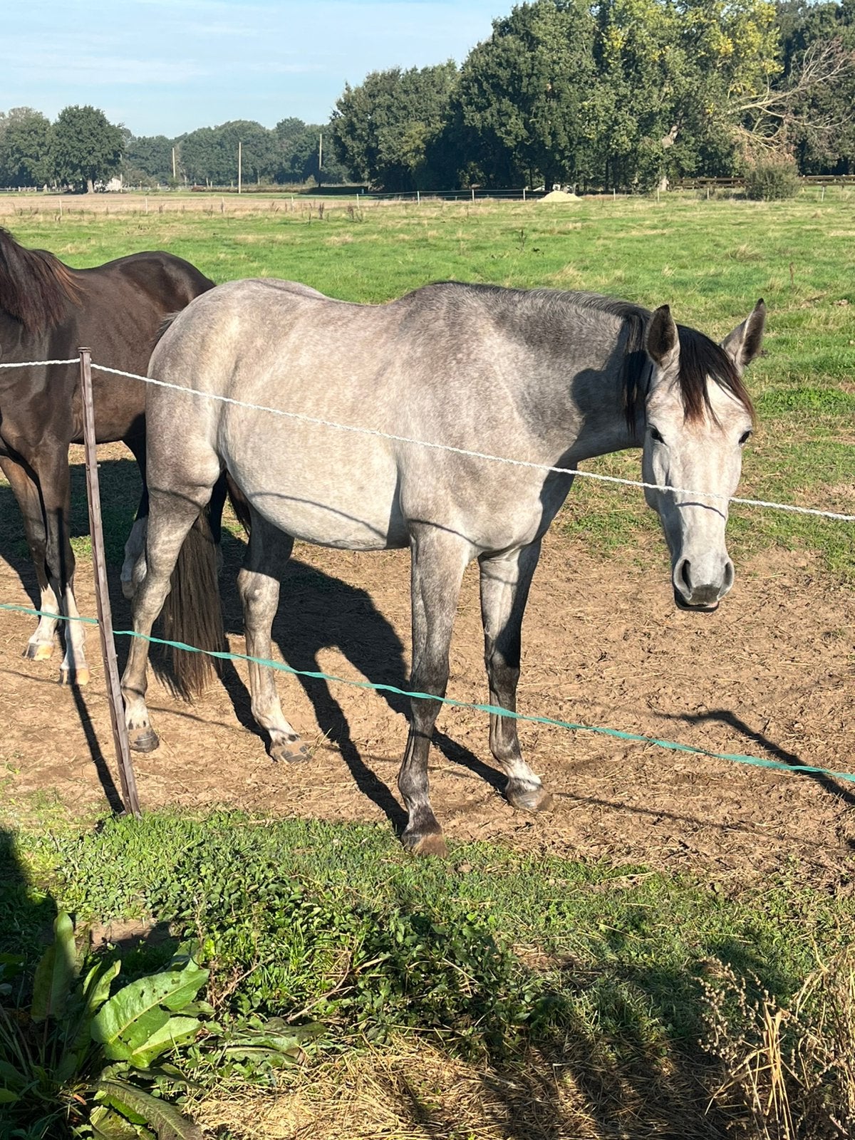2 jarige merrie te koop, Avec pedigree, Moins de 160 cm, 0 à 2 ans, Jument