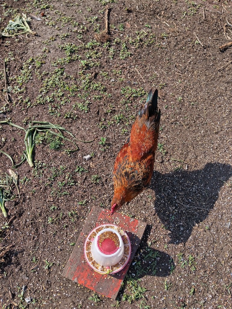Gratis jonge haan, Dieren en Toebehoren, Mannelijk, Kip