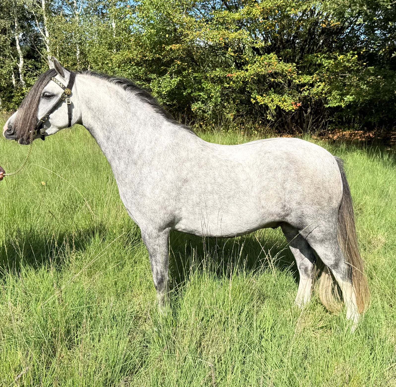 Mooie welsh a Ruin, Dieren en Toebehoren, Pony's, Ruin, M, B pony (1.17m tot 1.27m), 3 tot 6 jaar