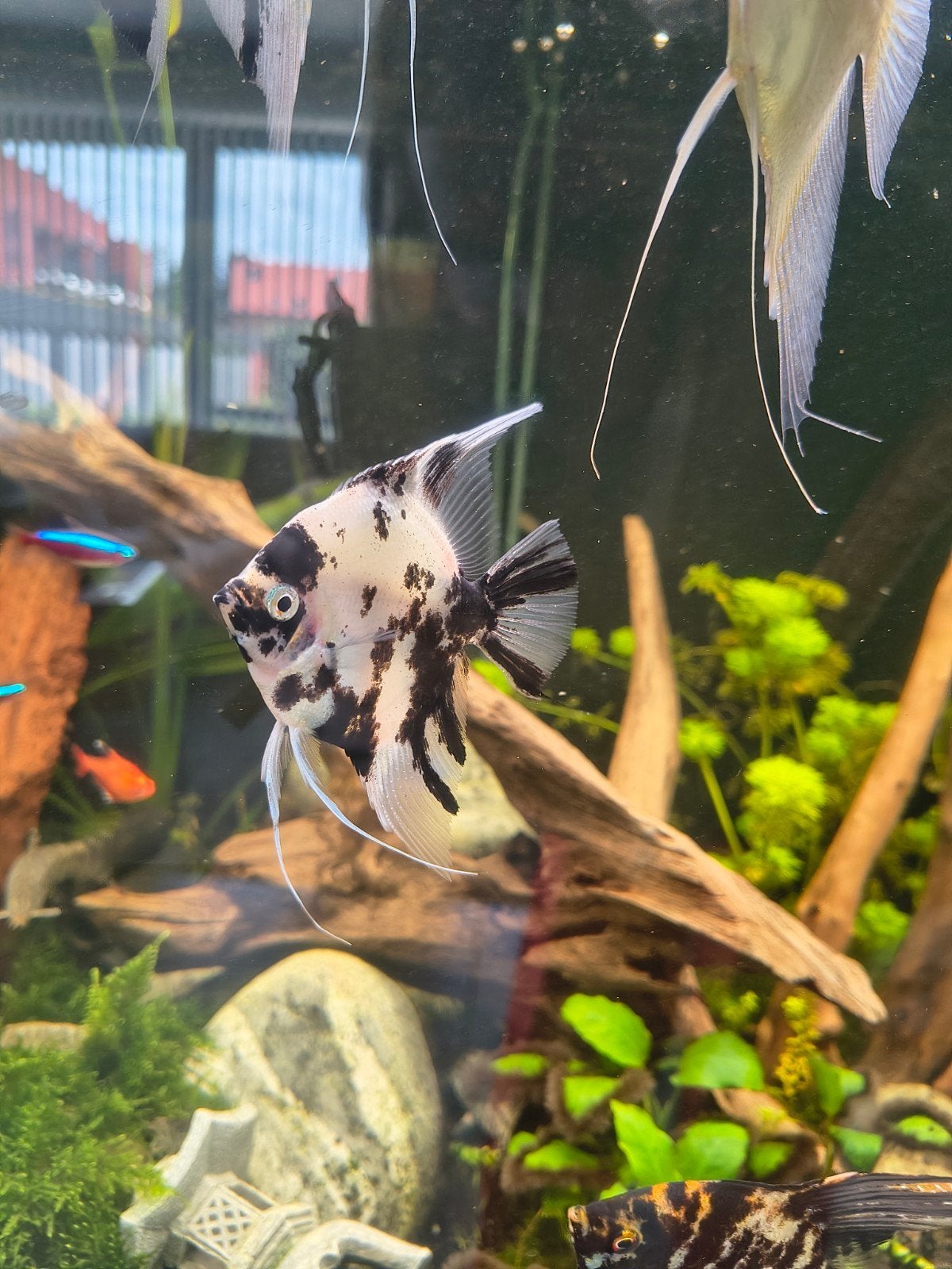Maanvis zwart wit, Animaux & Accessoires, Poissons | Poissons d'aquarium