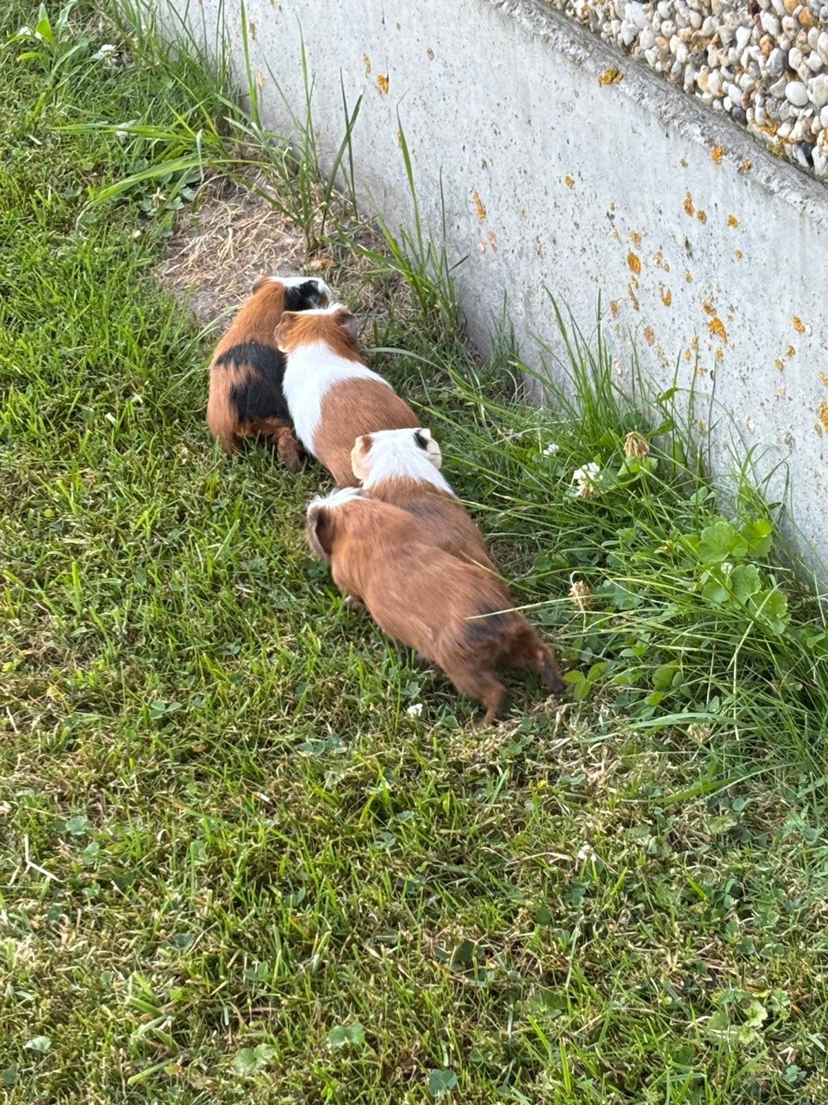 Cavia’s, Domestique, Plusieurs animaux, Mai, Cobaye