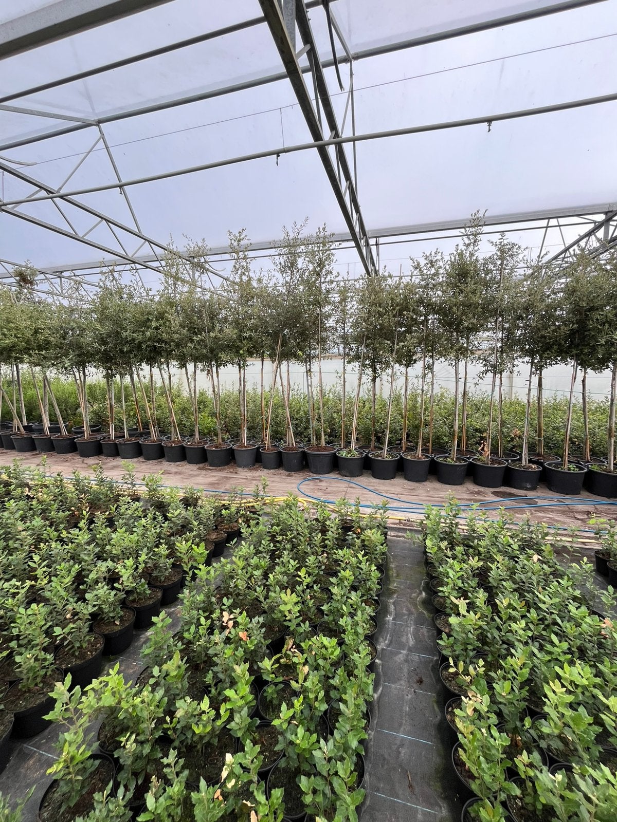 Quercus ilex, Tuin en Terras, Kassen, Ophalen, Zo goed als nieuw