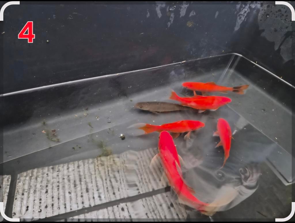 5 komeetstaart gouvissen 1 armurkarp, Animaux & Accessoires, Poissons | Poissons d'étang, Poisson(s) rouge(s)