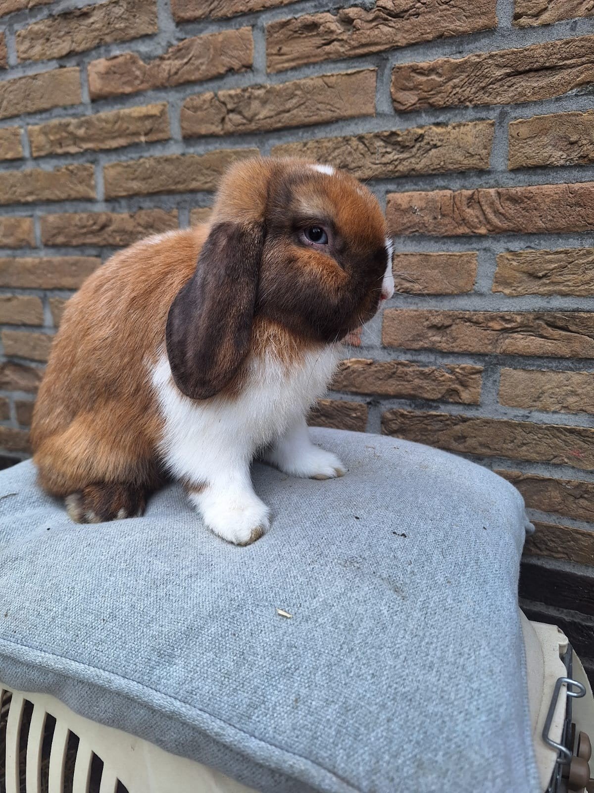 minilop (rammen), Mâle, Nain, Oreilles tombantes, 0 à 2 ans