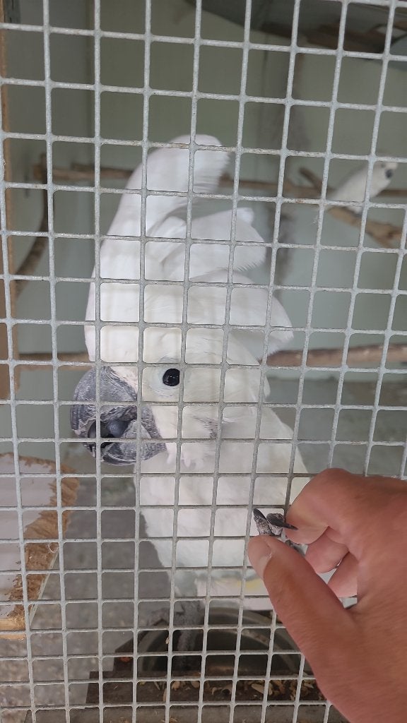 Koppel witkuifkaketoes, Meerdere dieren, Papegaai