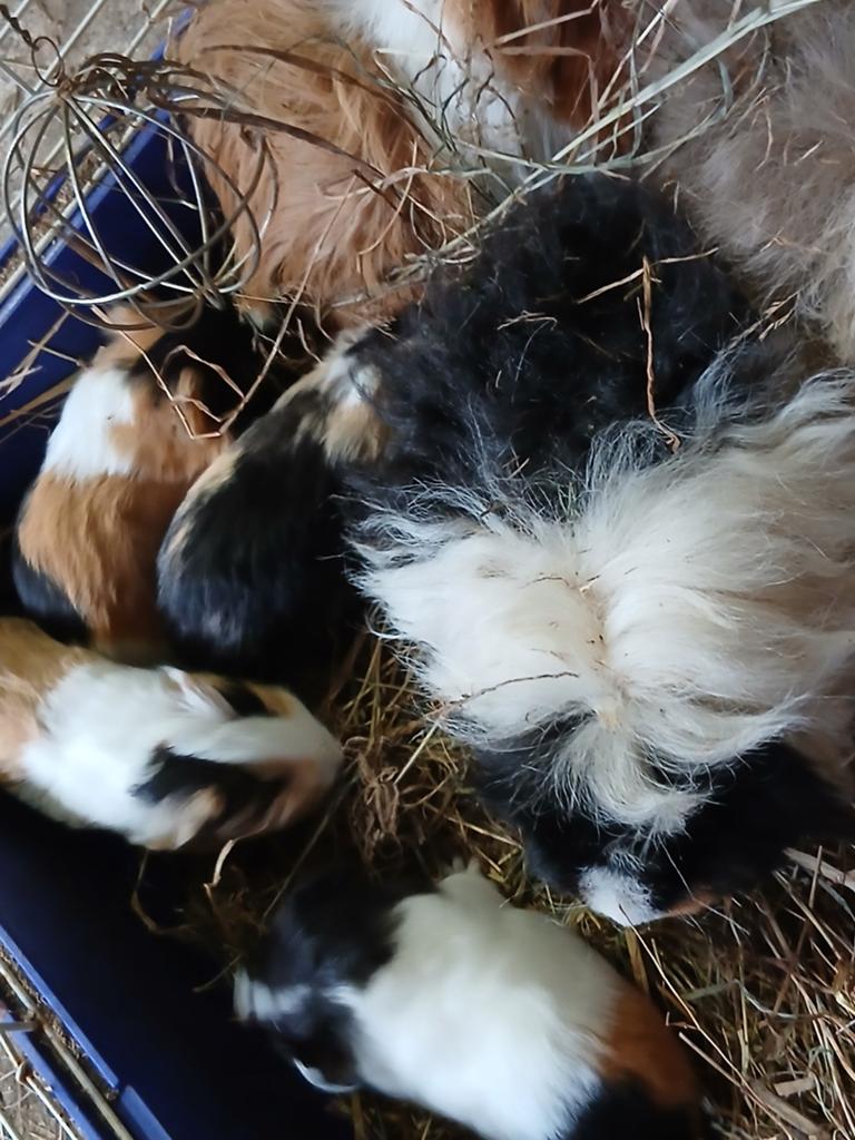 Jonge sheltie cavia's, Domestique, Avril, Plusieurs animaux, Cobaye