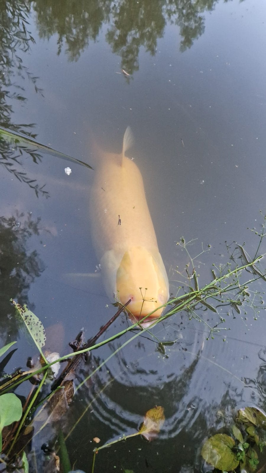 4 xxl grote albinograskarpers