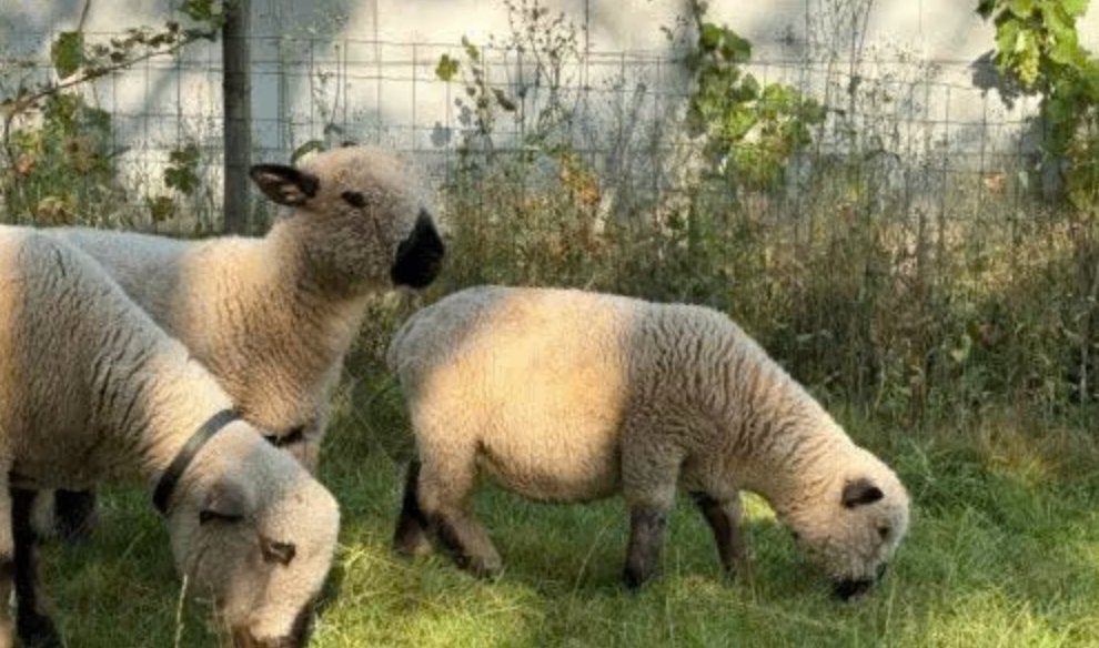 Reproducteurs Hampshire Pure Race, Animaux & Accessoires, Mâle, Mouton, 0 à 2 ans
