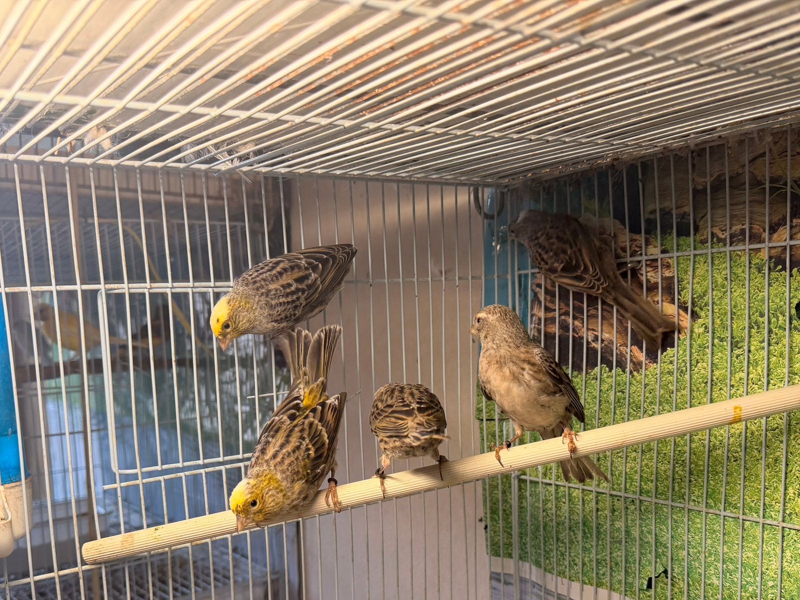 Canari lizart, Animaux & Accessoires, Enlèvement ou Envoi