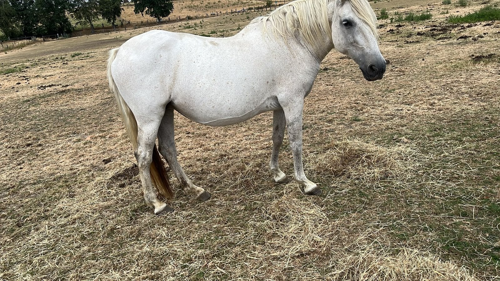 Vliegenschimmel merrie, Dieren en Toebehoren, Merrie