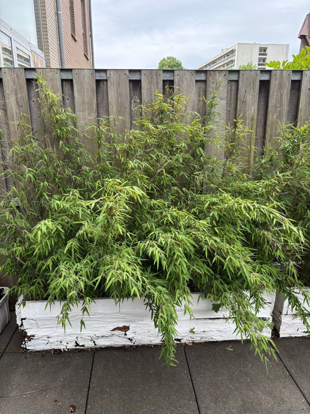 Bamboe, Tuin en Terras, Ophalen