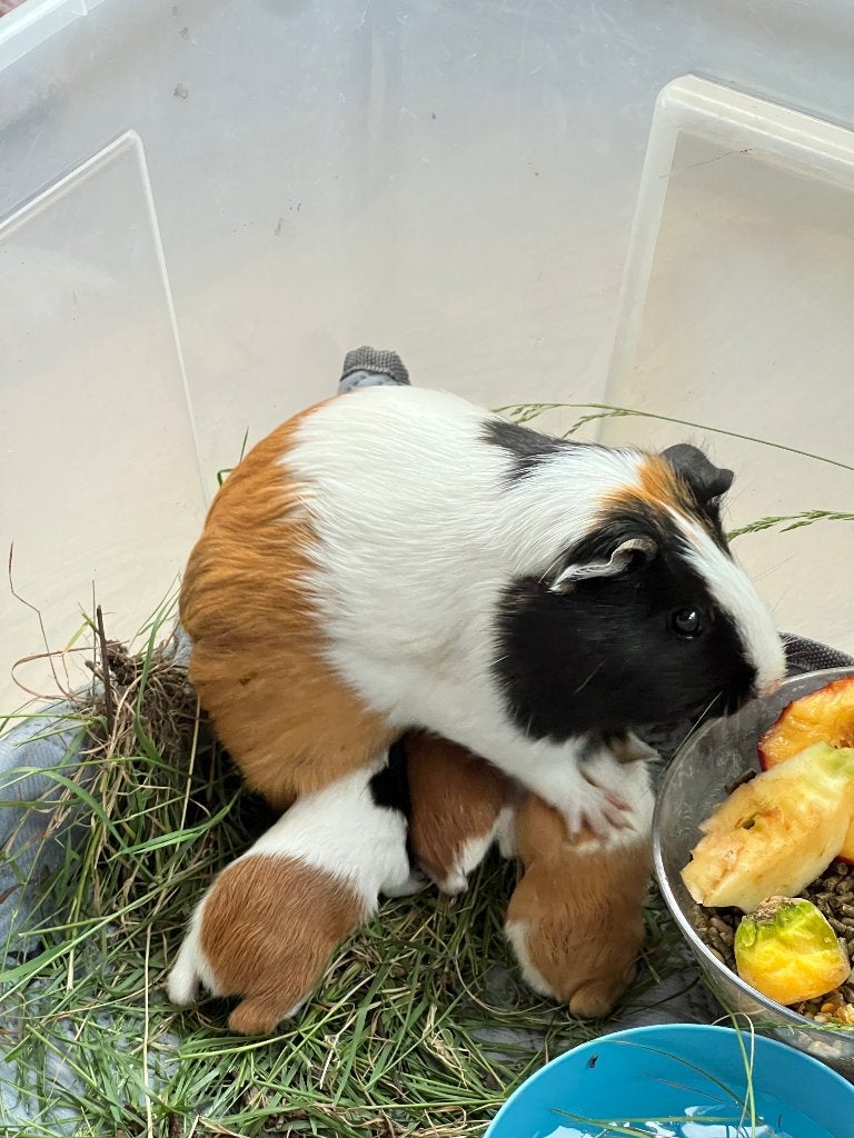 Jonge Cavia's, Dieren en Toebehoren, Juni, Meerdere dieren, Cavia