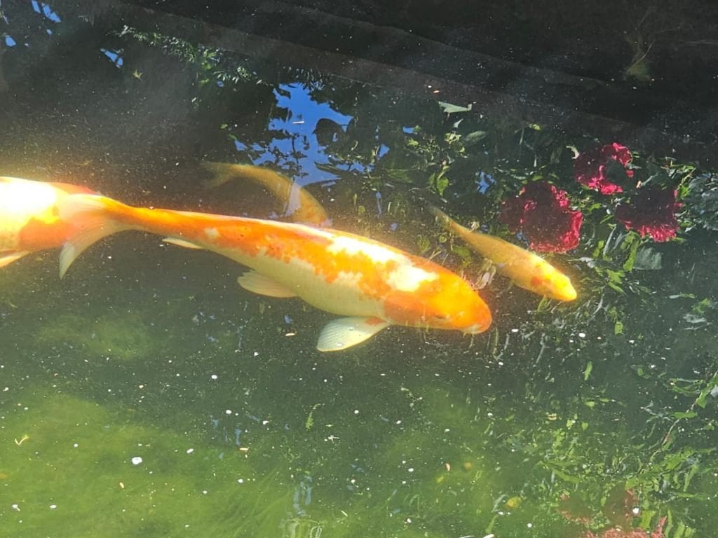 3 koi 40 - 70 cm, Karper of Koi